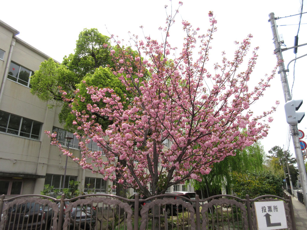 魚崎小学校の桜の木。