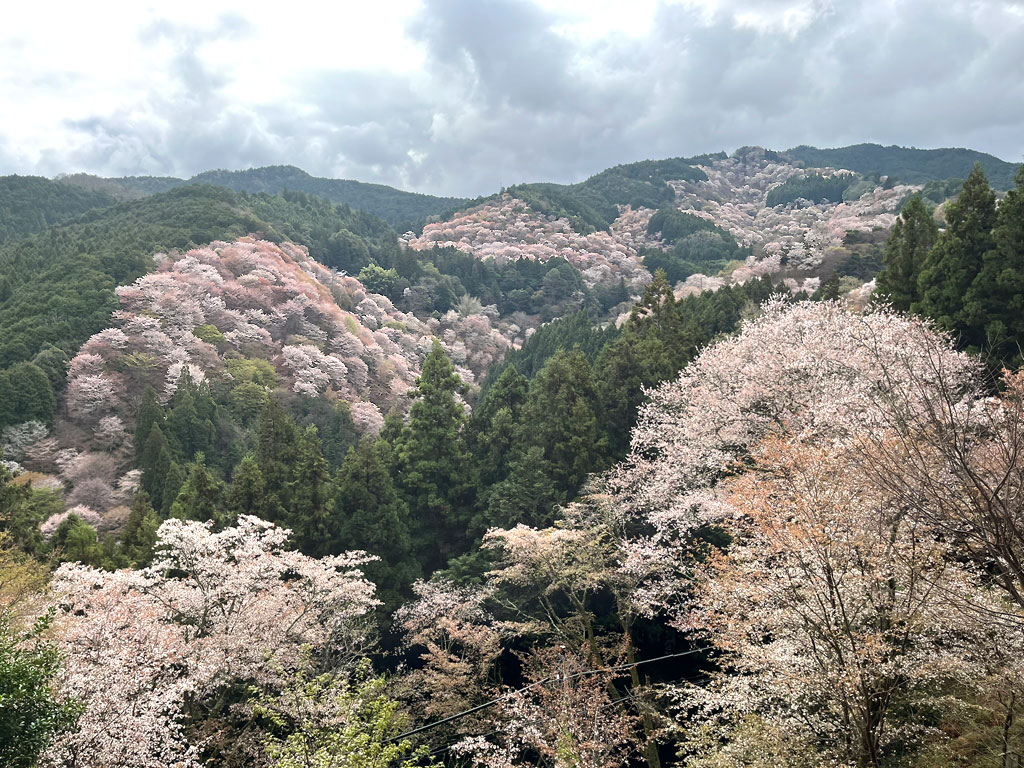 yoshino-20260405-0906